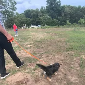 Bild von Hundeschule Stormydogs