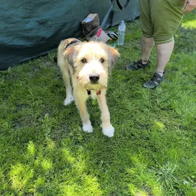 Bild von Hundeschule Stormydogs