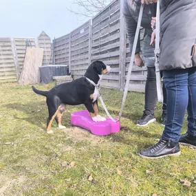 Bild von Hundeschule Stormydogs