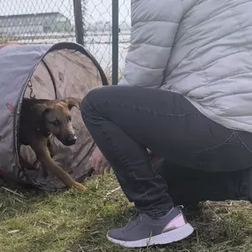 Bild von Hundeschule Stormydogs