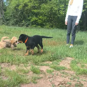 Bild von Hundeschule Stormydogs