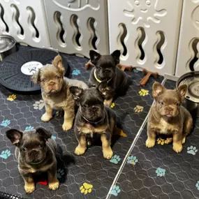 Available Puppies