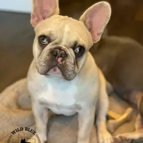 Blue Fawn Merle French Bulldogs