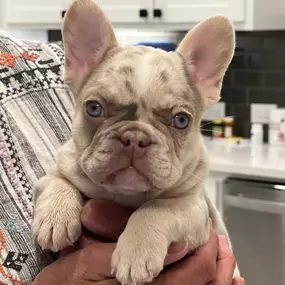 New Shade Isabella Merle French Bulldog