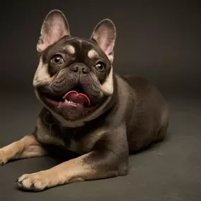 Blue and Tan French Bulldogs