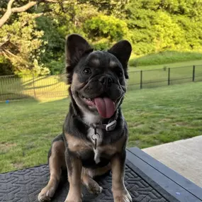 Blue & Tan Fluffy French Bulldogs