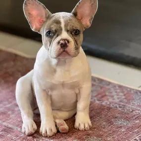 Blue Fawn Pied French Bulldogs