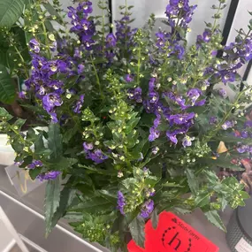 Feeling so grateful today! Even in the midst of tough conversations about the increased rates in California, our amazing customers still find ways to brighten our day with kind gestures like this beautiful gift.