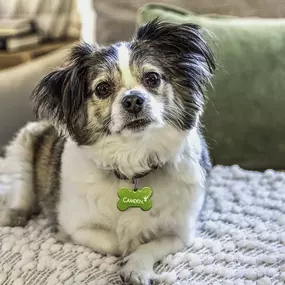 Pet-friendly living at Camden Blakeney in Charlotte, NC