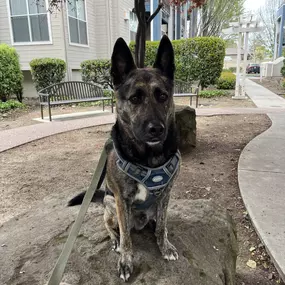 Dog walking in Scotts Valley, Felton, Ben Lomond, Santa Cruz