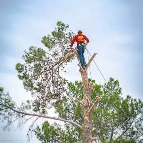 Bild von Complete Lawn and Tree Care by Saenz & Co.