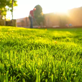 Bild von Complete Lawn and Tree Care by Saenz & Co.