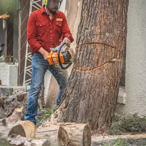 Bild von Complete Lawn and Tree Care by Saenz & Co.