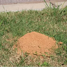 Hiwassee Pest Control ant hill