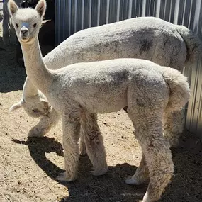 Bild von Sawdust Alpacas LLC