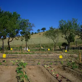 MI HUERTO EN TRES CANTOS 224763417_0001_20170523(2).jpg