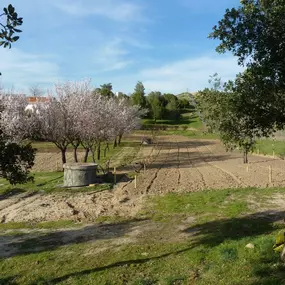 MI HUERTO EN TRES CANTOS 224763417_0001_20170523(3).jpg