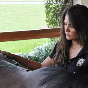 Palm Beach Equine Clinic Veterinarian laser therapy and acupuncture by Dr. Meredith Hustler