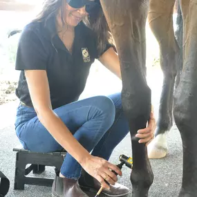 Palm Beach Equine Clinic Veterinarian laser therapy by Dr. Meredith Hustler