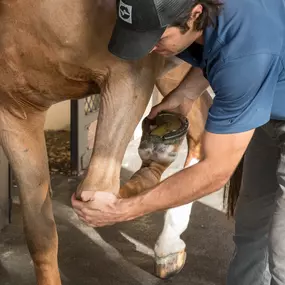 Palm Beach Equine Clinic Horse Hospital in Wellington, Florida