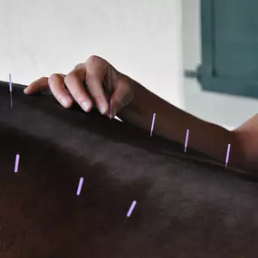 Palm Beach Equine Clinic Veterinarian acupuncture by Dr. Meredith Hustler