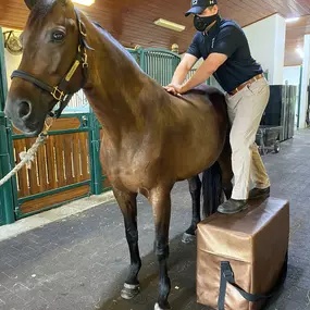 Palm Beach Equine Clinic veterinarian Dr. Ryan Lukens chiropractor, certified veterinary medical manipulation practitioner