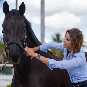 palm beach equine clinic veterinarian Dr. Natalia Novoa chiropractic adjustment