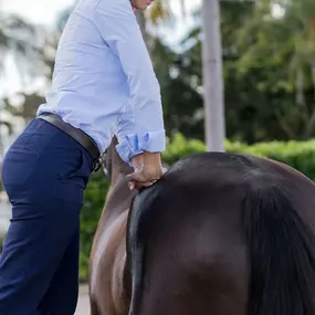 palm beach equine clinic veterinarian Dr. Natalia Novoa chiropractic adjustment