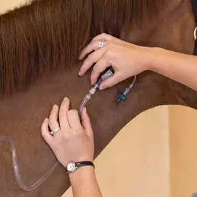 Palm Beach Equine Clinic Horse Hospital in Wellington, Florida