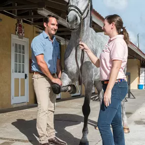 Palm Beach Equine Clinic Horse Hospital in Wellington, Florida