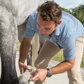 Palm Beach Equine Clinic Horse Hospital in Wellington, Florida