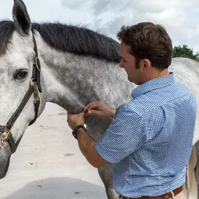 Palm Beach Equine Clinic Horse Hospital in Wellington, Florida