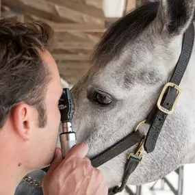 Palm Beach Equine Clinic Horse Hospital in Wellington, Florida