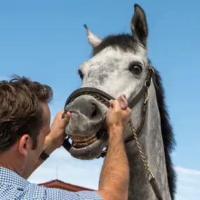 Palm Beach Equine Clinic Horse Hospital in Wellington, Florida