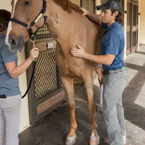 Palm Beach Equine Clinic Horse Hospital in Wellington, Florida