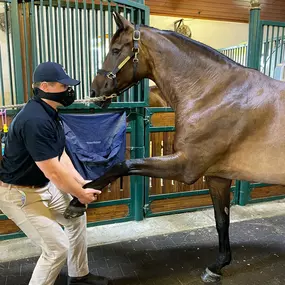 Palm Beach Equine Clinic veterinarian Dr. Ryan Lukens chiropractor, certified veterinary medical manipulation practitioner