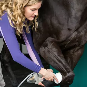 Palm Beach Equine Clinic Horse Hospital in Wellington, Florida