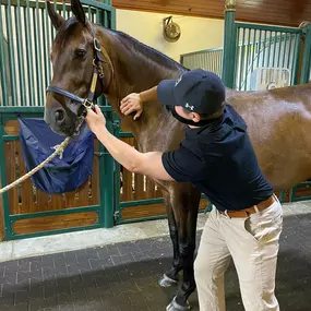 Palm Beach Equine Clinic veterinarian Dr. Ryan Lukens chiropractor, certified veterinary medical manipulation practitioner