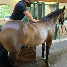 Palm Beach Equine Clinic veterinarian Dr. Ryan Lukens chiropractor, certified veterinary medical manipulation practitioner