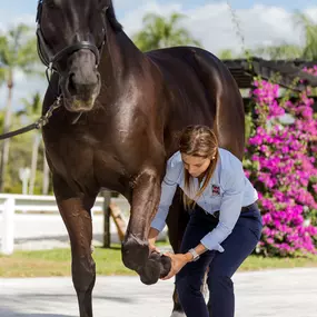 palm beach equine clinic veterinarian Dr. Natalia Novoa chiropractic adjustment