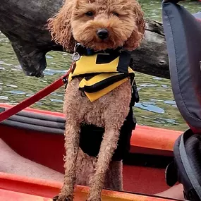 Bild von Kayak Starved Rock