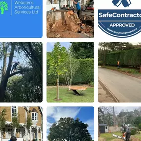 Bild von Webster's Arboricultural Services Ltd