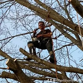 Bild von Thomas's Tree Services