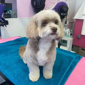 Bild von Vanity Furr Grooming & Training Centre