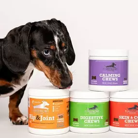 ForeFront Canine Supplements with a Dachshund licking the container