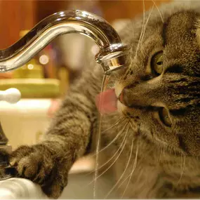 Make sure that you've got healthy water from every tap in the house.  Ask us about our affordable rental and purchase options for whole house systems.