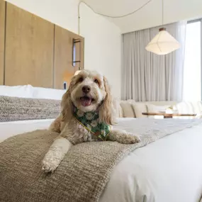Dog Friendly Hotel