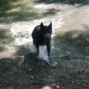 Hundfairständlich