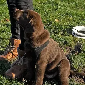 Hundfairständlich