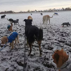 Hundfairständlich